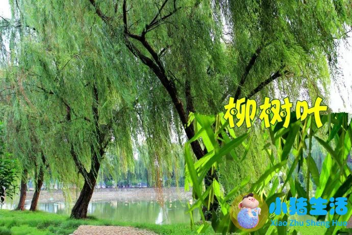 金钱草颗粒治肾结石效果好不好