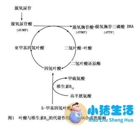 试管婴儿会有无脑儿吗