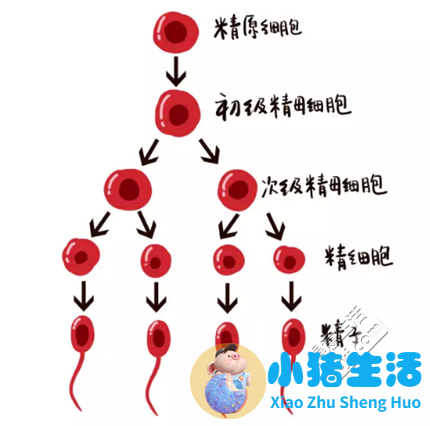 试管婴儿会有无脑儿吗