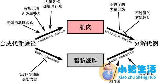 怎么科学减肥最有效