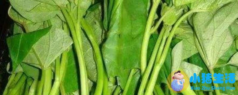孕妇能吃地瓜叶