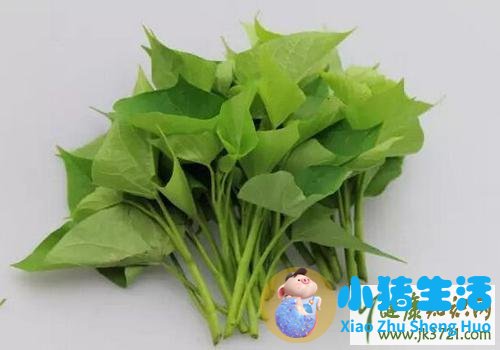 孕妇能吃地瓜叶