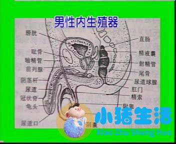男性保健按摩法