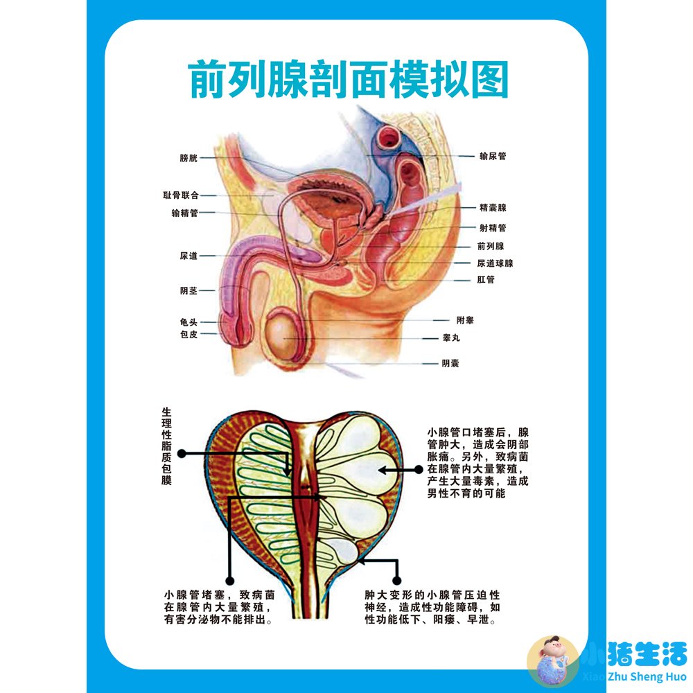 男性保健按摩法
