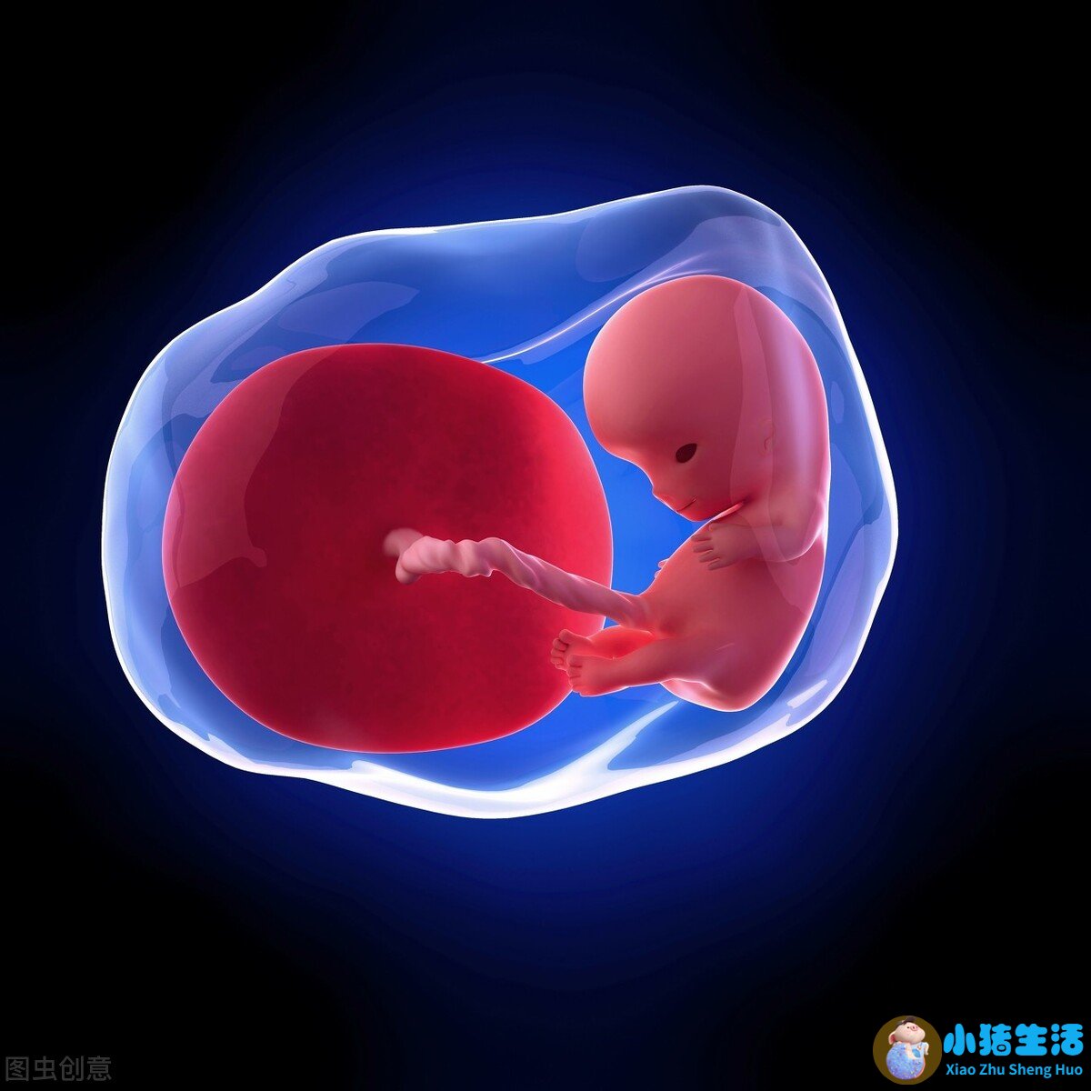 怀孕nt能不能看出来男女性别