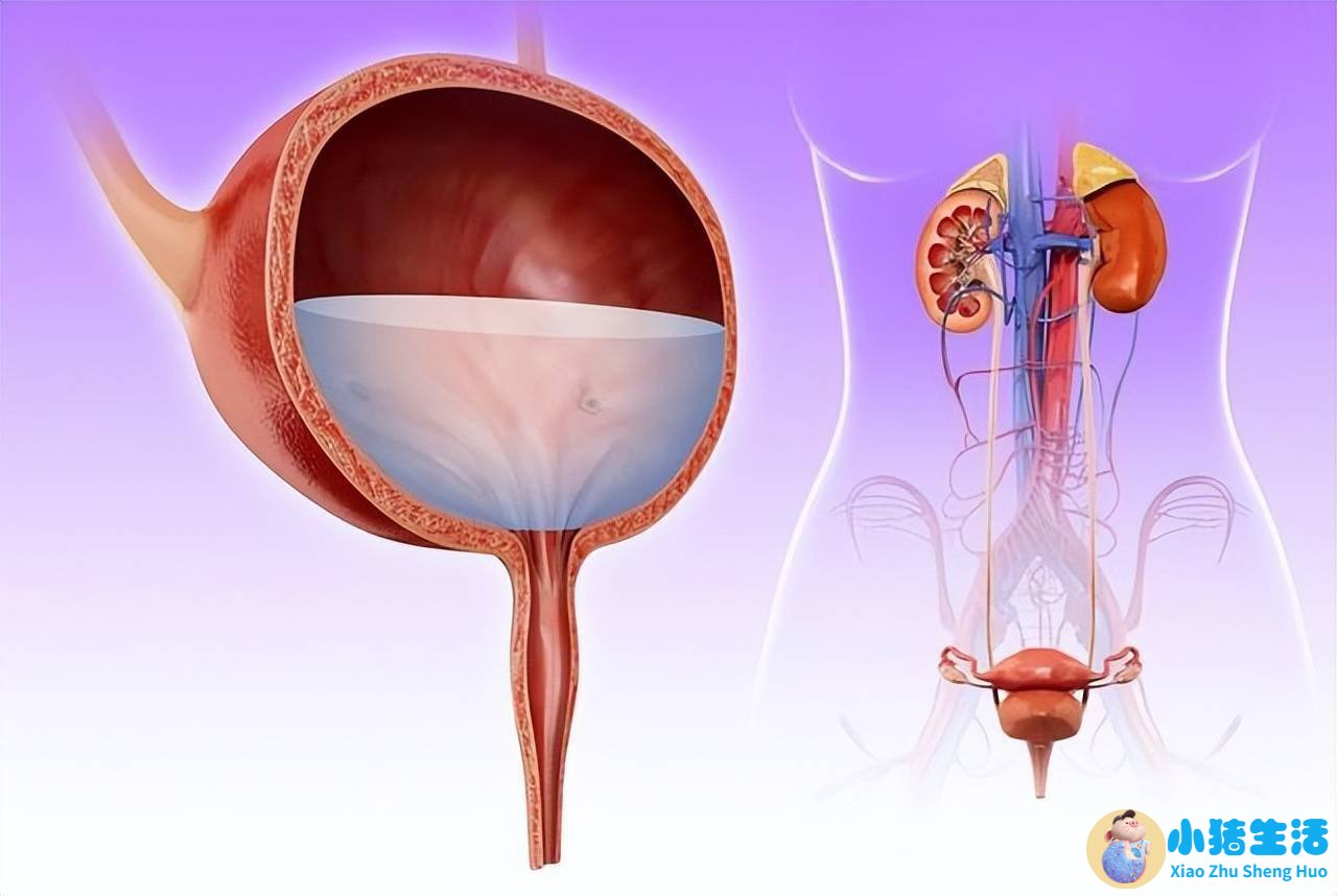 酸奶没有保健作用