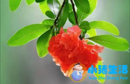 东北汆白肉白菜炖豆腐