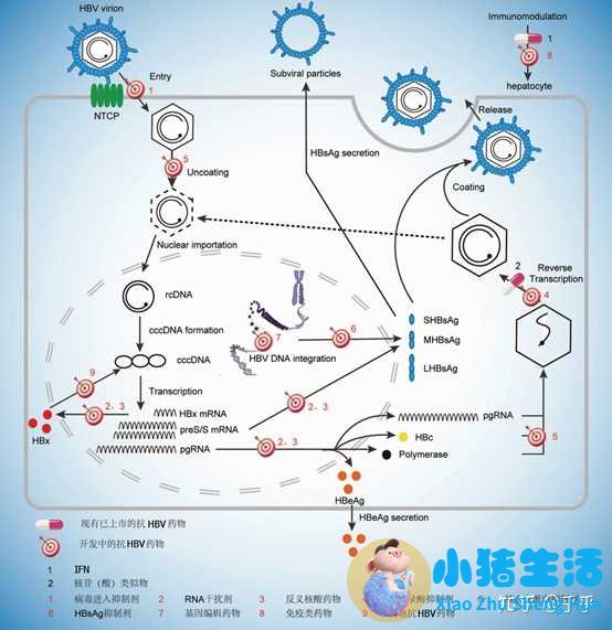家里人有乙肝会传染吗