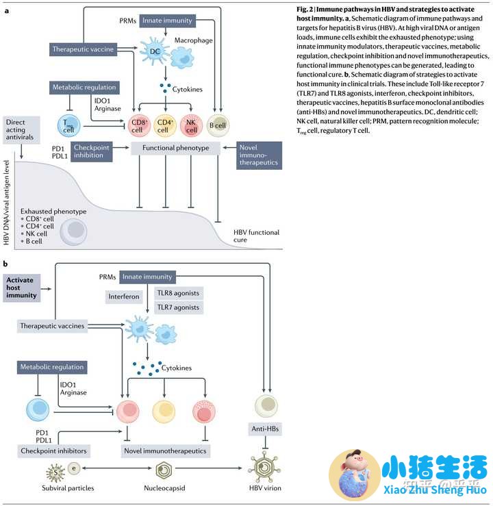 家里人有乙肝会传染吗