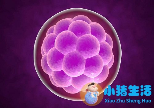 精子活力低吃什么补