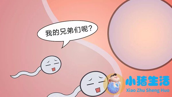 精子活力低吃什么补