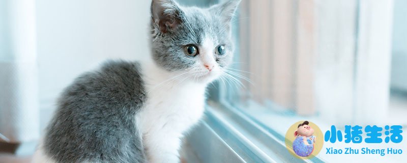 怀孕梦到猫意味着什么 怀孕梦见猫有什么