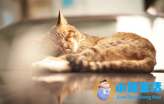 怀孕梦到猫意味着什么 怀孕梦见猫有什么预兆