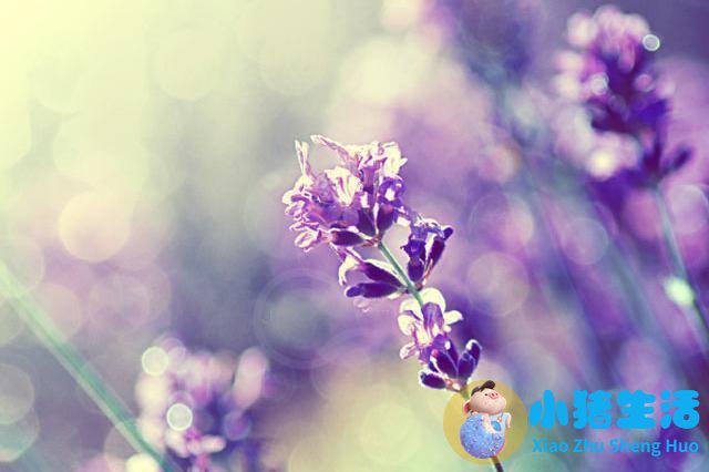 魅力美女亲男人