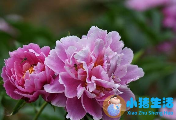 魅力美女亲男人