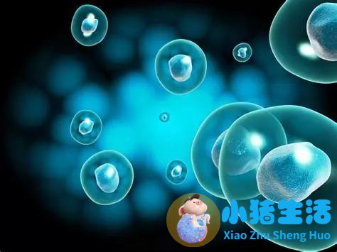 英树羊胎素面膜好用吗