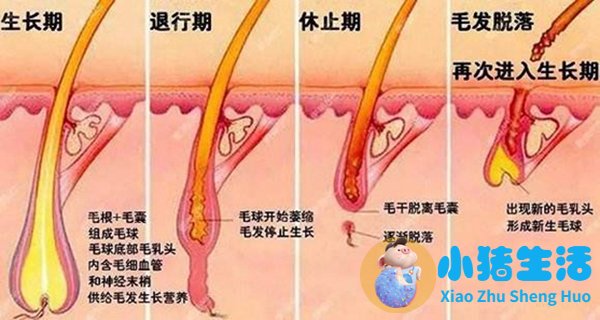 素食的人会得脂溢性脱发吗