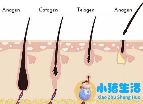素食的人会得脂溢性脱发吗