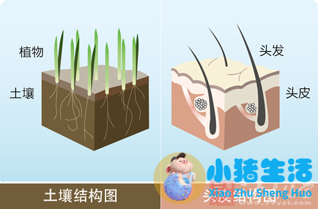 素食的人会得脂溢性脱发吗