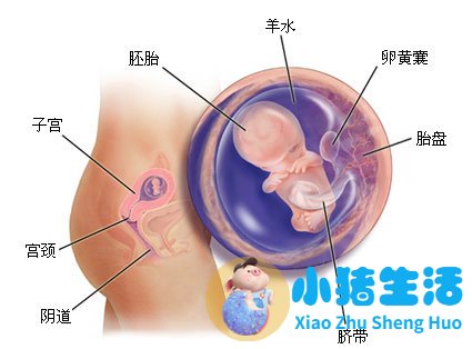 育儿宝典：妊娠分娩育儿指导大全