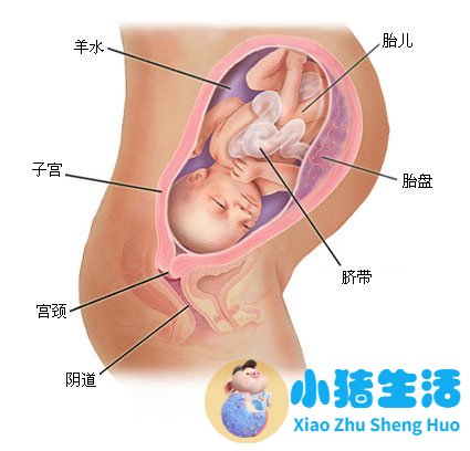 育儿宝典：妊娠分娩育儿指导大全
