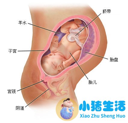 育儿宝典：妊娠分娩育儿指导大全