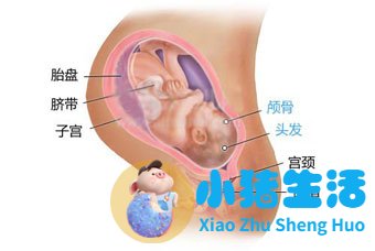 育儿宝典：妊娠分娩育儿指导大全