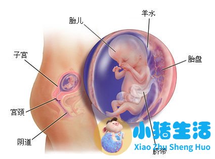 育儿宝典：妊娠分娩育儿指导大全