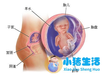 育儿宝典：妊娠分娩育儿指导大全