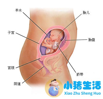 育儿宝典：妊娠分娩育儿指导大全