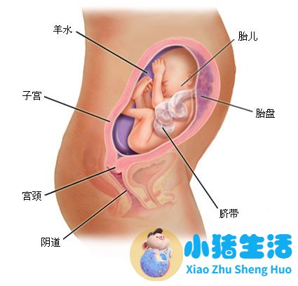 育儿宝典：妊娠分娩育儿指导大全