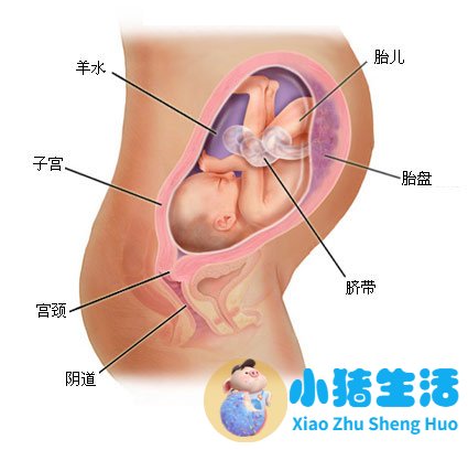 育儿宝典：妊娠分娩育儿指导大全