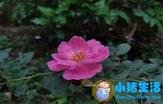 发现老公暧昧聪明做法