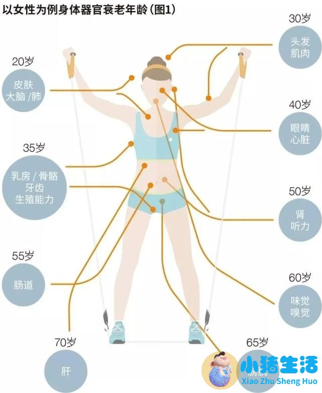 起来活动！研究称久坐与寿命强相关：每坐1小时平均寿命缩短22分钟