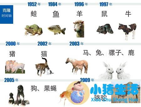 头发能不能克隆人