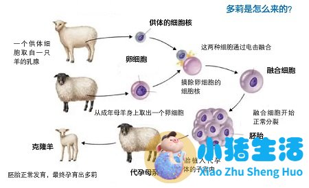 头发能不能克隆人