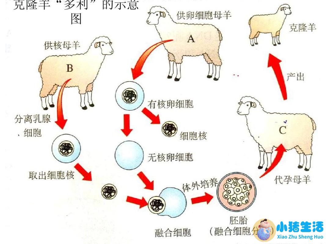 头发能不能克隆人