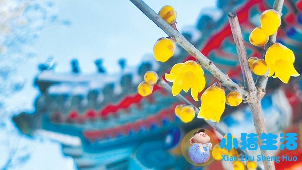 原创沃土｜与梅并作十分春