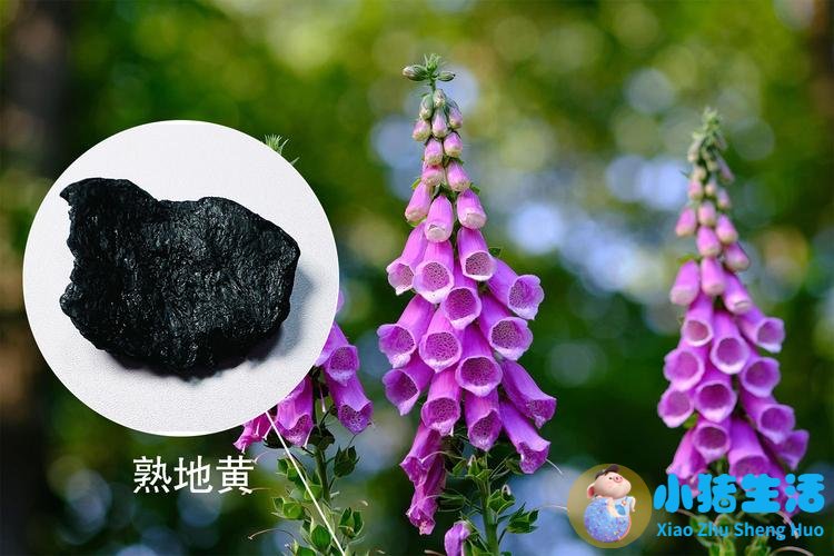 熟地黄的功效与作用及食用方法