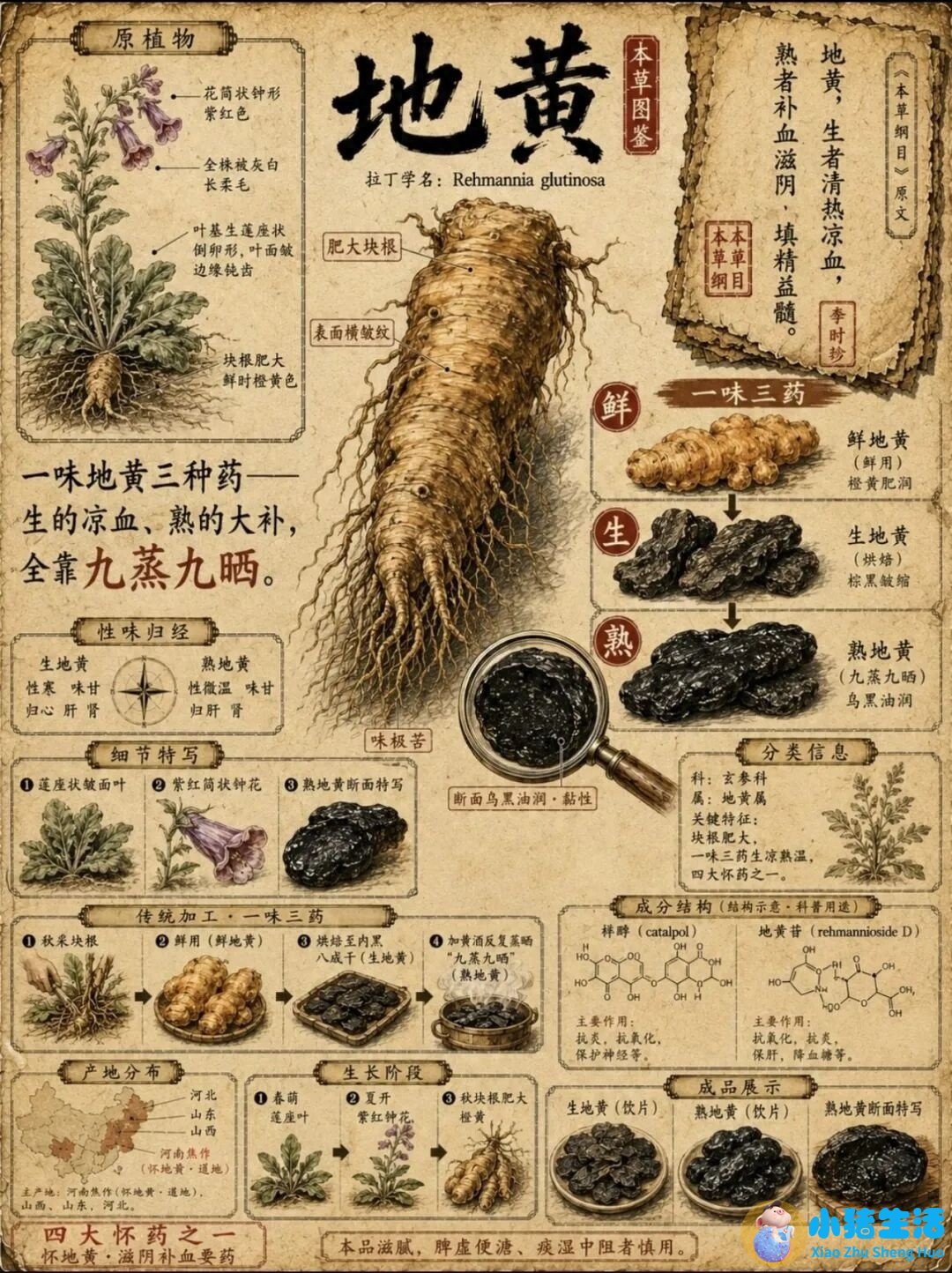 <b>带您认识一味中药——地黄</b>