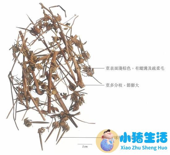 中药把脉能看出肾虚吗