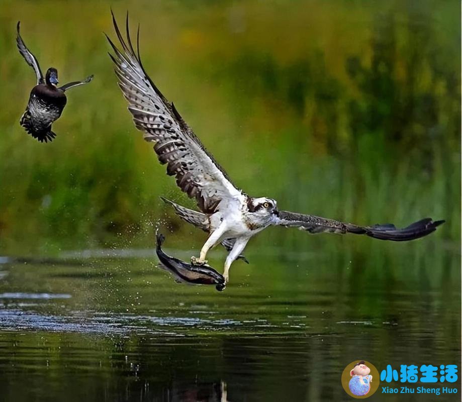 猫咪与鱼儿的恋情#动物习性因融入人类的