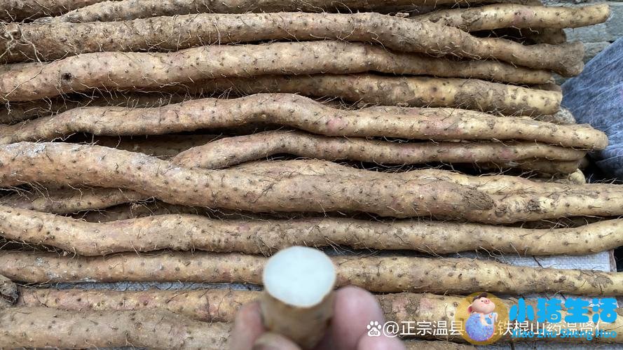 山药的功效与作用及副作用和危害