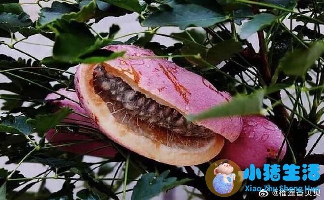 植物学信息