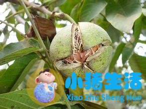 核桃分心木泡水禁忌有哪些