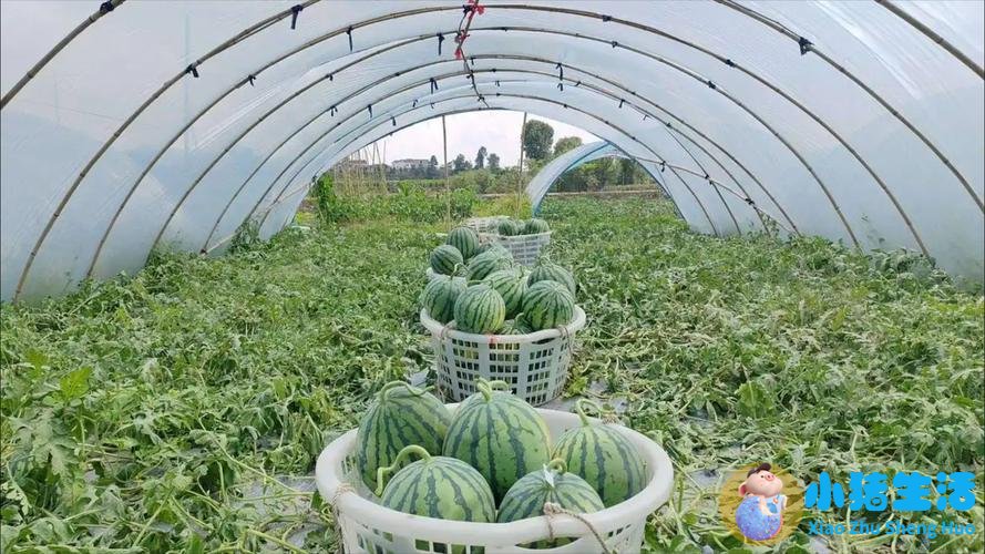 韩国热到土豆在地里“煮熟”