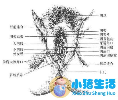 来自医学百科