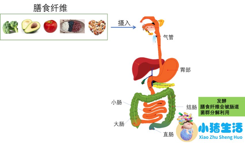 科学减肥ppt