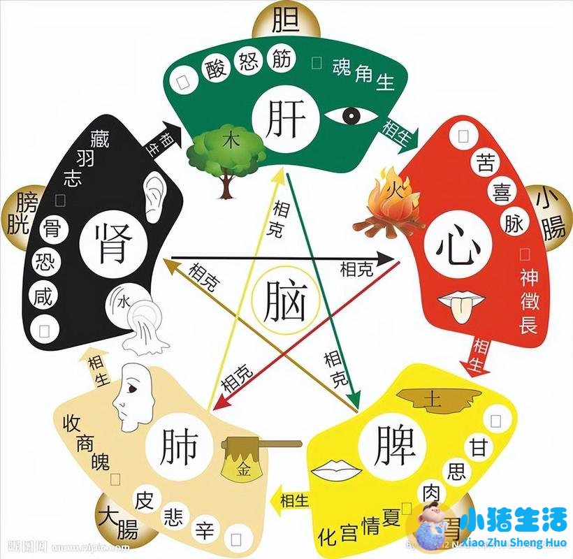 秋季养生小知识
