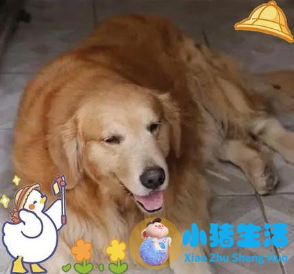 如何合理的饮食减肥